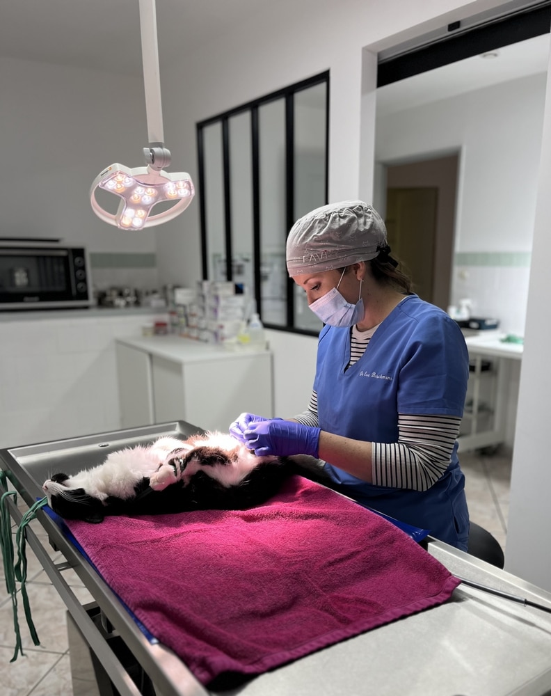 Chirurgie vétérinaire à Peypin