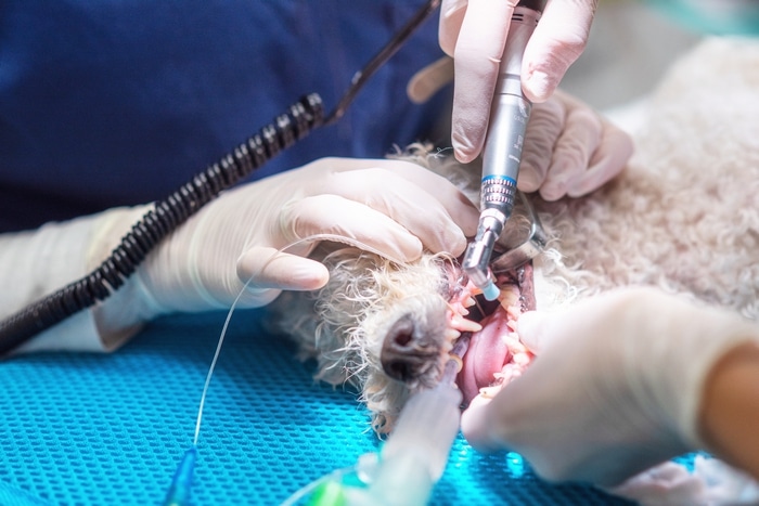 Un vétérinaire dentiste pour vos chiens et chats à peypin et mimet