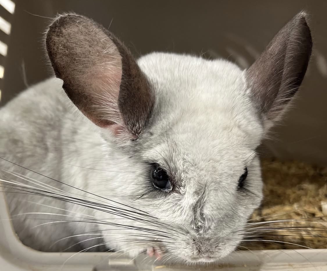 Un vétérinaire pour NACs à Peypin et Mimet